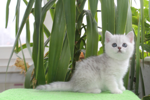 Photo №3. British kittens. Russian Federation