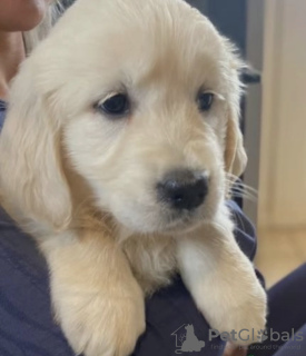 Photo №1. golden retriever - for sale in the city of Мадрид | negotiated | Announcement № 42773