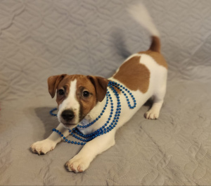 Photo №1. jack russell terrier - for sale in the city of Moscow | 483$ | Announcement № 4456