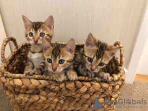 Photo №4. I will sell bengal cat in the city of Франкфурт-на-Майне. breeder - price - 317$