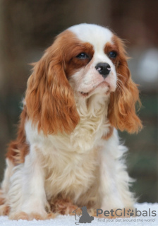 Additional photos: Cavalier King Charles Spaniel Puppy