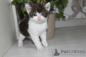 Photo №2 to announcement № 10942 for the sale of selkirk rex shorthair - buy in Russian Federation private announcement