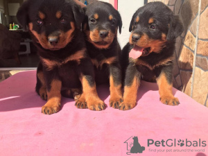 Photo №1. rottweiler - for sale in the city of Stockholm | negotiated | Announcement № 31810