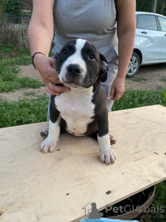 Additional photos: American Bully puppies for sale