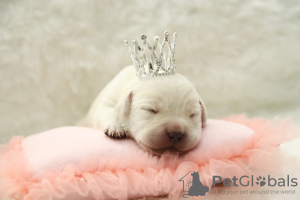 Photo №4. I will sell labrador retriever in the city of Minsk. from nursery, breeder - price - negotiated