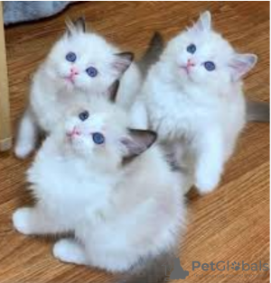 Photo №1. ragdoll - for sale in the city of Stockholm | negotiated | Announcement № 97884