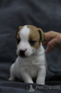 Photo №2 to announcement № 169284 for the sale of jack russell terrier - buy in Belarus private announcement