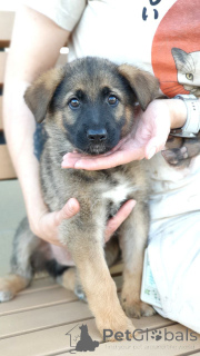 Photo №2 to announcement № 146077 for the sale of non-pedigree dogs - buy in Russian Federation private announcement