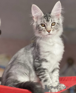 Photo №2 to announcement № 163660 for the sale of maine coon - buy in Germany breeder