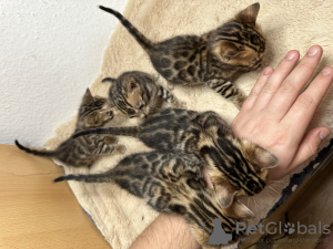 Additional photos: Gorgeous Bengal kittens