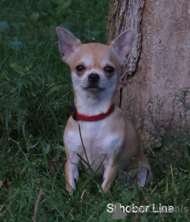 Photo №2 to announcement № 8105 for the sale of chihuahua - buy in Russian Federation private announcement