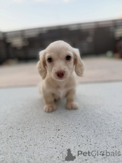 Photo №2 to announcement № 156453 for the sale of dachshund - buy in Belgium breeder