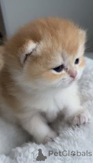 Photo №3. British Golden Chinchilla kittens females. Czech Republic