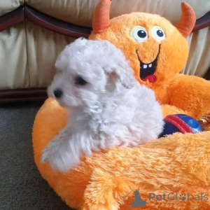 Photo №1. maltese dog - for sale in the city of Berlin | 282$ | Announcement № 137167