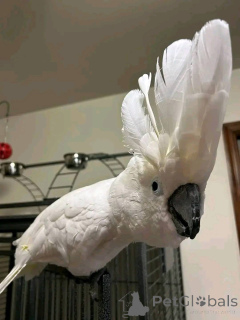 Photo №3. Exciting News! We have Umbrella Cockatoos available! If you're interested in. Russian Federation