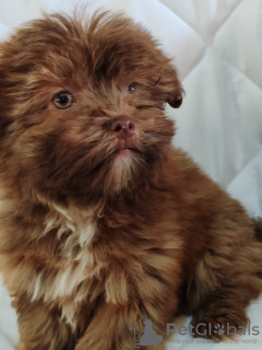 Photo №3. Puppies of Bolonka Wietna. Serbia