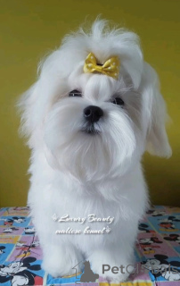 Photo №3. Charivna Malych Malteze Nastyshoi Joan. Ukraine