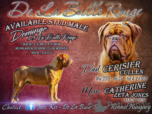 Photo №1. Mating service - breed: dogue de bordeaux. Price - negotiated