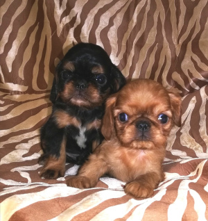 Additional photos: Puppies are offered for sale by King Charles Spaniel (English Toy Spaniel).