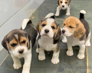 Photo №1. beagle - for sale in the city of Neuss | negotiated | Announcement № 170034