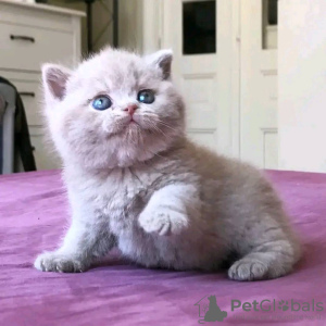 Photo №4. I will sell british shorthair in the city of Гамбург. private announcement, breeder - price - negotiated