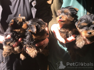 Photo №1. yorkshire terrier - for sale in the city of Berlin | Is free | Announcement № 95907