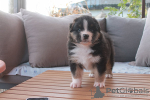 Photo №1. australian shepherd - for sale in the city of Linz | Is free | Announcement № 93000