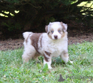 Photo №1. australian shepherd - for sale in the city of Bremen | 847$ | Announcement № 150652