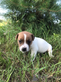 Photo №2 to announcement № 11183 for the sale of jack russell terrier - buy in Belarus private announcement