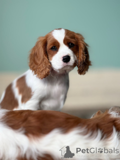 Photo №1. cavalier king charles spaniel - for sale in the city of Trawl | negotiated | Announcement № 158451
