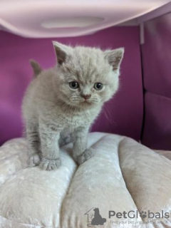 Photo №1. british shorthair - for sale in the city of Людвигсхафен | 370$ | Announcement № 108611