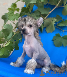 Additional photos: Chinese crested puppies