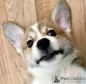 Photo №2 to announcement № 47072 for the sale of welsh corgi - buy in United States private announcement
