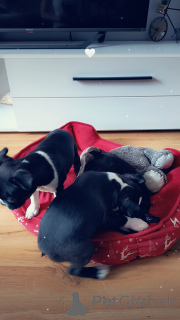 Photo №4. I will sell boston terrier in the city of Poznan. breeder - price - 2824$