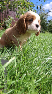Photo №3. Perfect purebred Cavalier King Charles Spaniel puppies.. Lithuania