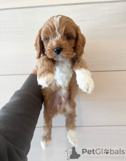 Photo №2 to announcement № 158142 for the sale of cavalier king charles spaniel - buy in Germany private announcement