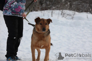 Photo №2 to announcement № 79913 for the sale of non-pedigree dogs - buy in Russian Federation private announcement