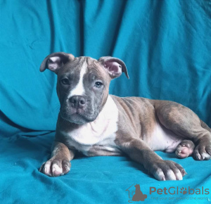 Photo №4. I will sell american staffordshire terrier in the city of Lviv. private announcement, from nursery, breeder - price - 700$