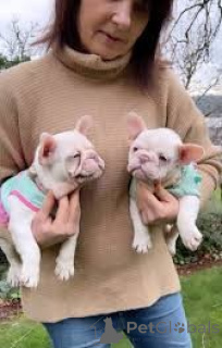 Photo №3. French Bulldog puppies for sale. United Kingdom