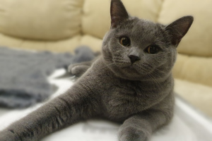 Photo №2 to announcement № 5020 for the sale of british shorthair - buy in Russian Federation breeder