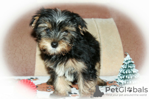 Photo №1. yorkshire terrier - for sale in the city of Верхние Белозерки | 477$ | Announcement № 8463