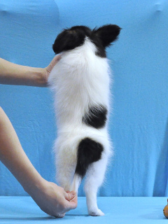 Photo №3. High-breed puppies PAPILLON. Russian Federation