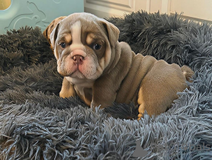 Photo №2 to announcement № 161335 for the sale of english bulldog - buy in France 