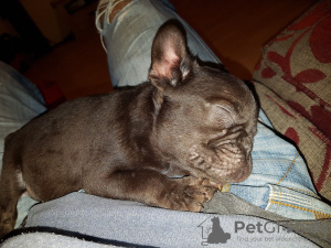 Photo №4. I will sell french bulldog in the city of Berlin. private announcement, breeder - price - 400$