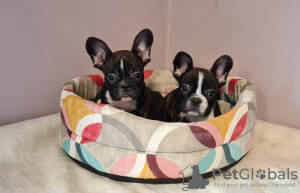 Photo №2 to announcement № 15601 for the sale of french bulldog - buy in Russian Federation from nursery