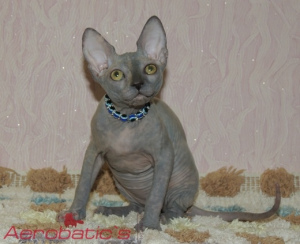 Photo №2 to announcement № 1474 for the sale of sphynx-katze - buy in Russian Federation private announcement