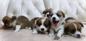 Photo №3. Reservation welsh corgi puppies of noble blood. Russian Federation