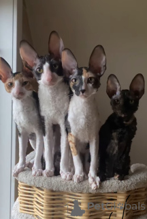 Photo №1. cornish rex - for sale in the city of Erre | 723$ | Announcement № 163023