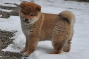 Photo №1. shiba inu - for sale in the city of Voronezh | 721$ | Announcement № 5050