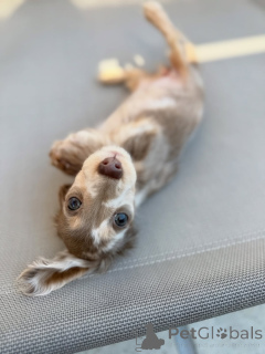 Photo №4. I will sell dachshund in the city of Helsinki. private announcement, from the shelter - price - 516$